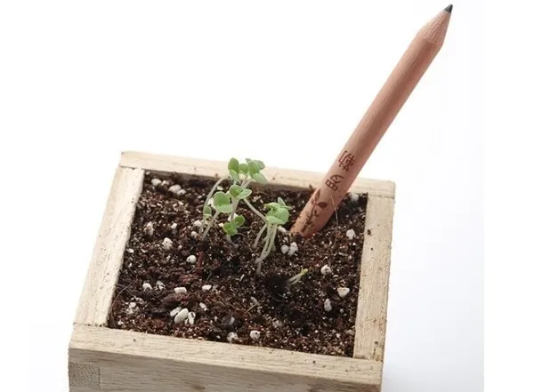 crayons à papier à planter